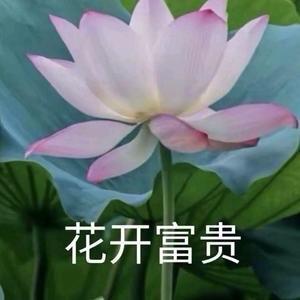 心平气和花开富贵头像