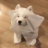 G拽懂车王子头像