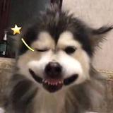 沙了个雕雕头像