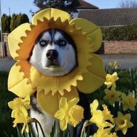 二哈挠背300一位头像