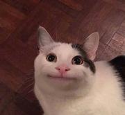 黑黑白白小白白的个人资料头像