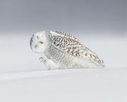 老菜根丶的个人资料头像