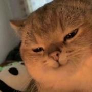 大湿283的个人资料头像