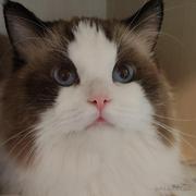 Aarone的个人资料头像