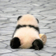 我是一只猫虫头像