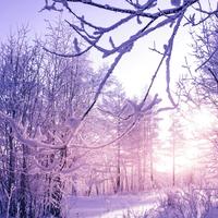 天若无情676头像