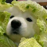 大雾肆起头像
