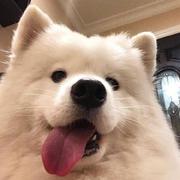 南风知我意丶的个人资料头像