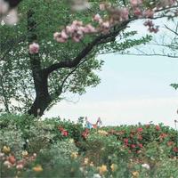 爱生活的小羊iCy头像