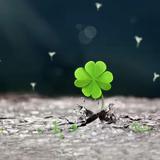 夏风如歌1234头像