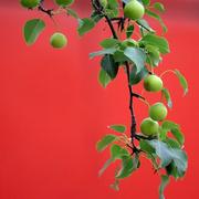 阳埊的个人资料头像