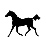 落叶红尘的个人资料头像