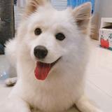 香草千层头像