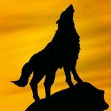 夜狼🐺头像