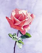 完美的工程学的个人资料头像