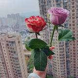 小静2713头像