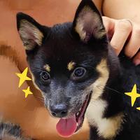 默默是只事儿妈柴头像