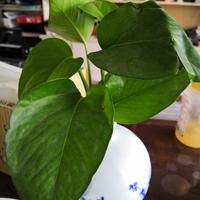 一佳电脑99头像