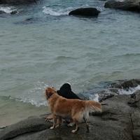 帅帅是只金毛头像