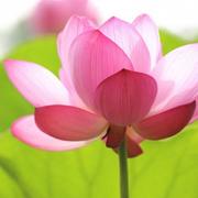 春暖花开515的个人资料头像