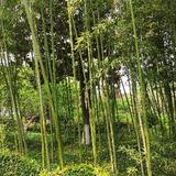 檐影水涯头像