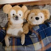 莫名的情愫啊的个人资料头像