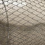 专业生产松鼠跑道头像