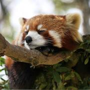 高等小熊猫的个人资料头像