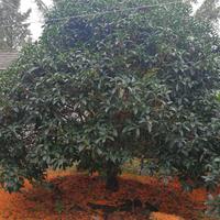 森彤园艺旗舰店头像