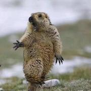 晒得有点黑的个人资料头像