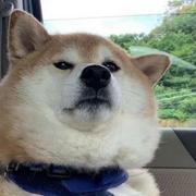 铁甲钢蛋的个人资料头像