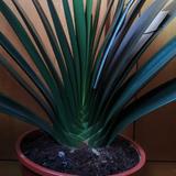 11怕瓦落地11头像