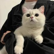 孤衫的个人资料头像