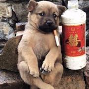 不知名的打工仔的个人资料头像