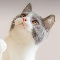 情定三生hch头像