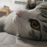 家有旺财🐱头像