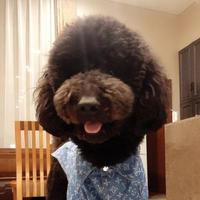 爱旅游和美食的巨贵头像