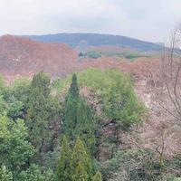 小杨哥的二手车头像