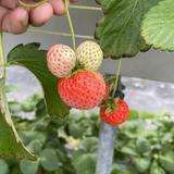 青柯草莓头像