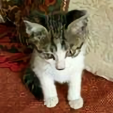 抱着猫咪睡懒觉头像