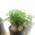 沉着冰淇淋gH8头像