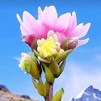 林间奔跑的小狐狸头像