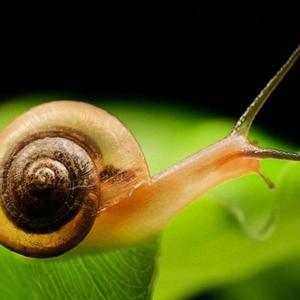 Snail先生头像