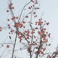 国泰民安安居乐业头像