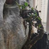 真诚动物头像