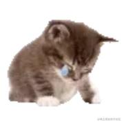 Fourye的个人资料头像