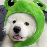 LLLLICY头像