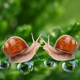 依楼醉卧听雨声头像