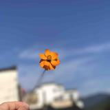 腓腓狒狒头像