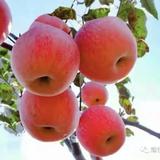 且向阳春亦暖头像